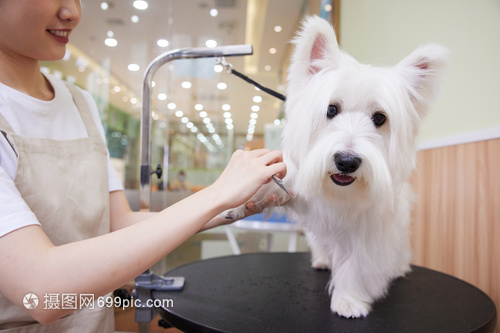 宠物美容 女性技师为爱犬打造精致造型