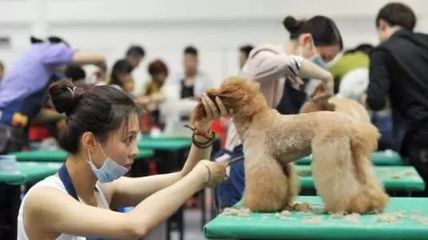 猫咪咖啡馆、'云养猫'……宠物经济为何火热？