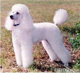 专业宠物美容师，为你的爱宠量身定制独一无二的美丽体验