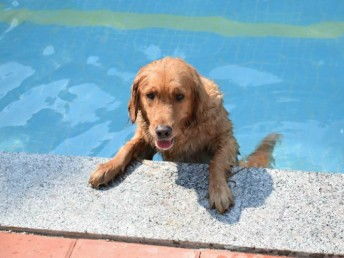 天河宠训 专业狗狗训犬基地，上门接送打造无忧训练体验