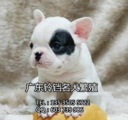 铃铛犬舍 专业繁殖法斗幼犬，上门看狗与全面售后保障的安心之选