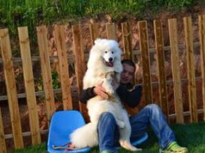 武汉宠物寄养服务价格及选择指南