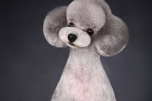 美宝屋宠物美容加盟 专业与信赖，开启宠物服务新篇章