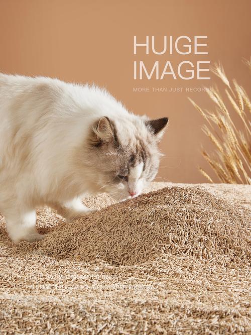 网易严选宠物猫砂拍摄手记 一场关于爱与洁净的视觉叙事