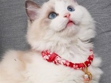 保定拉邦猫价格与相关宠物服务指南