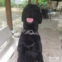 深圳专业训狗及其他宠物服务全解析