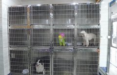 宠物服务 提升宠物生活品质的全面指南